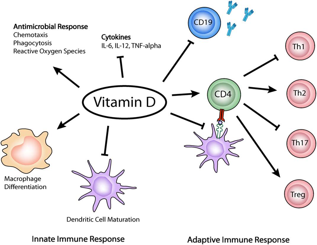 Vitamin D Therapy